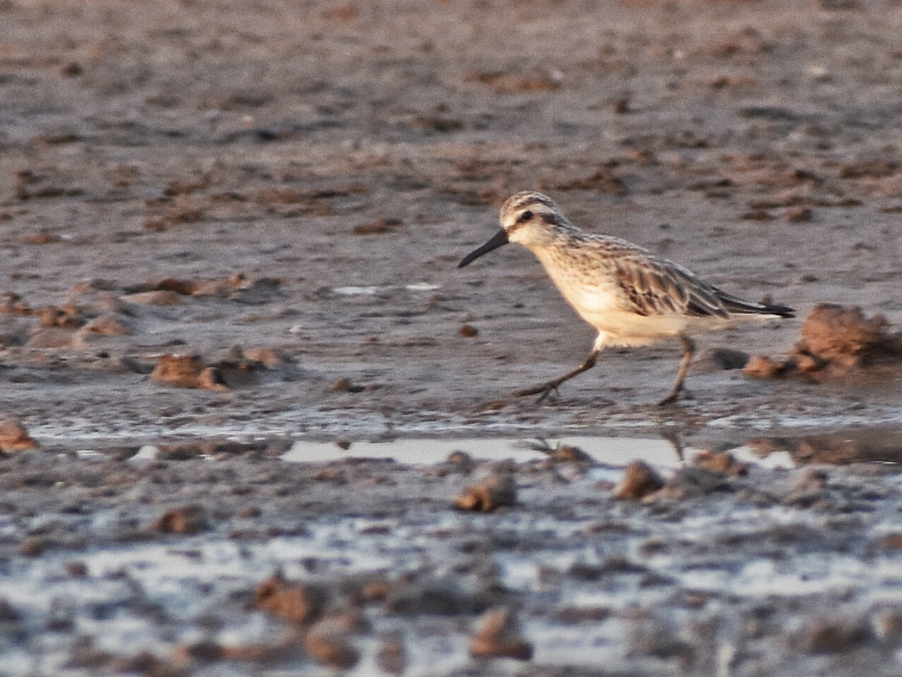 Broad-billed Sandpiper
