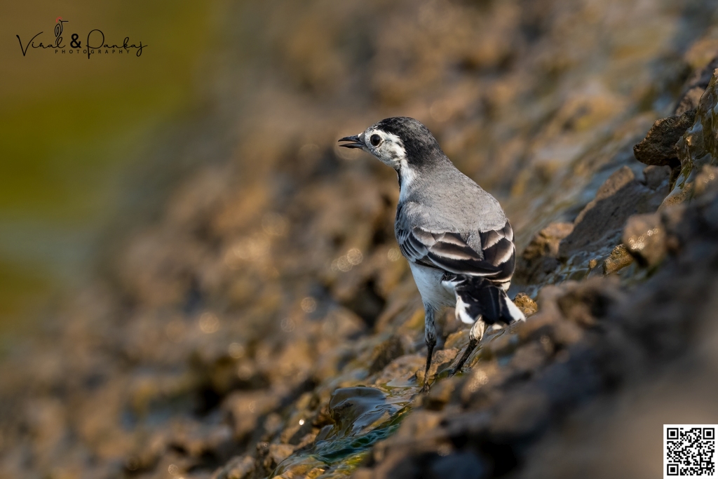 White Wagtail