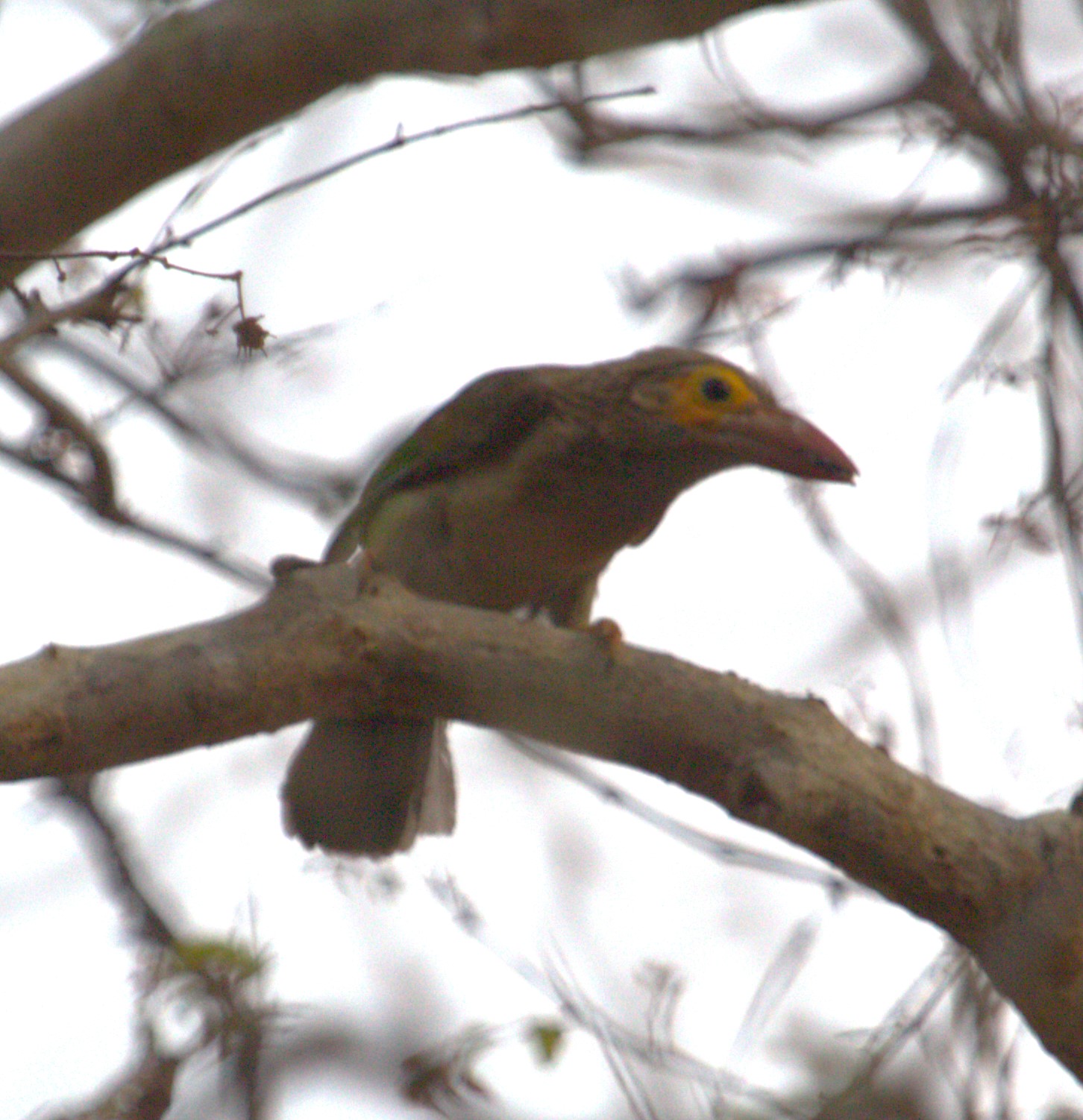 Brown-headed Barbet