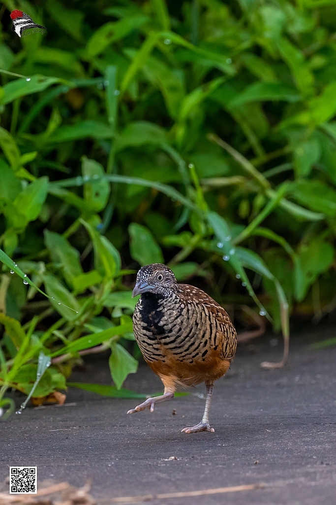 Barred Button Quail