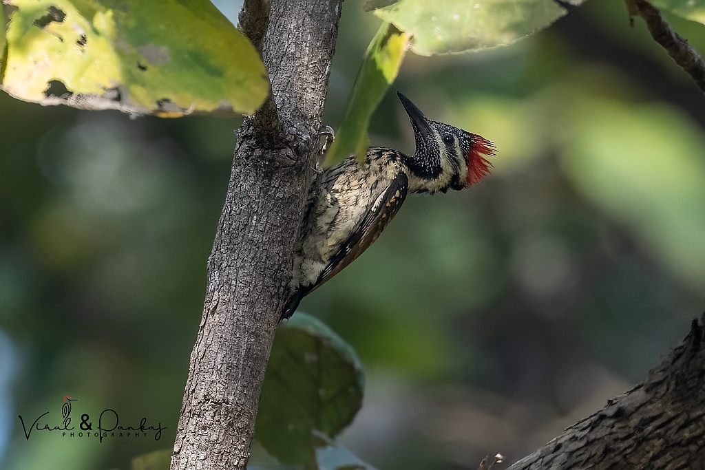 Black-rumped Flameback