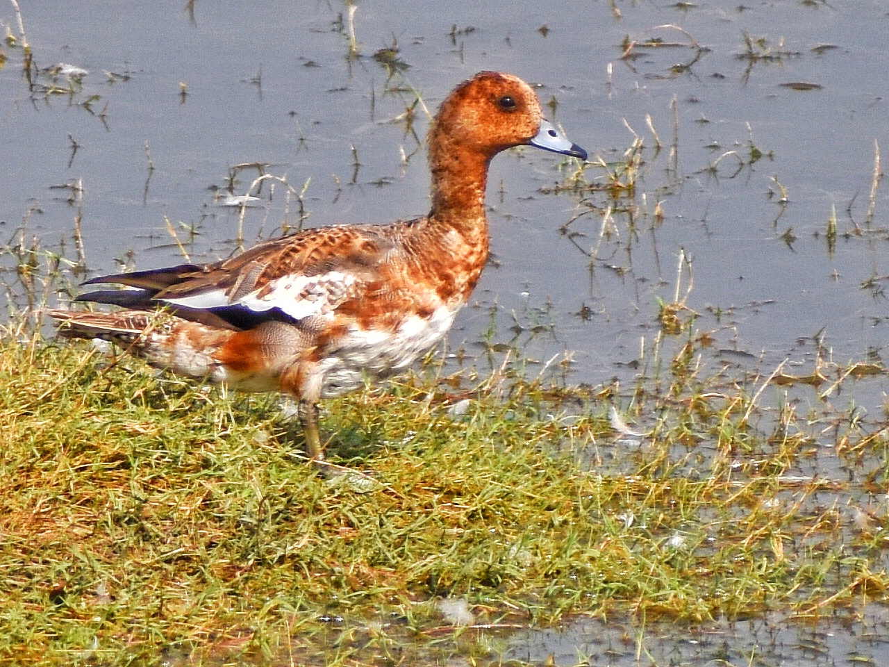 Eurasian Wigeon