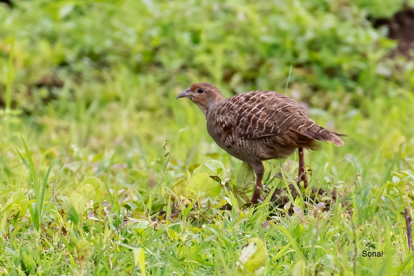 Grey Francolin