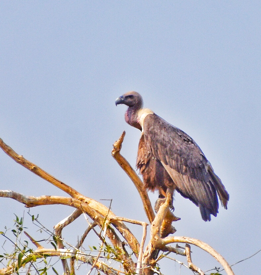 White-rumped Vulture