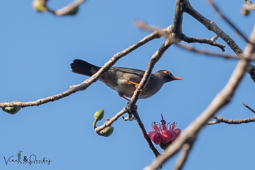 Indian Blackbird 