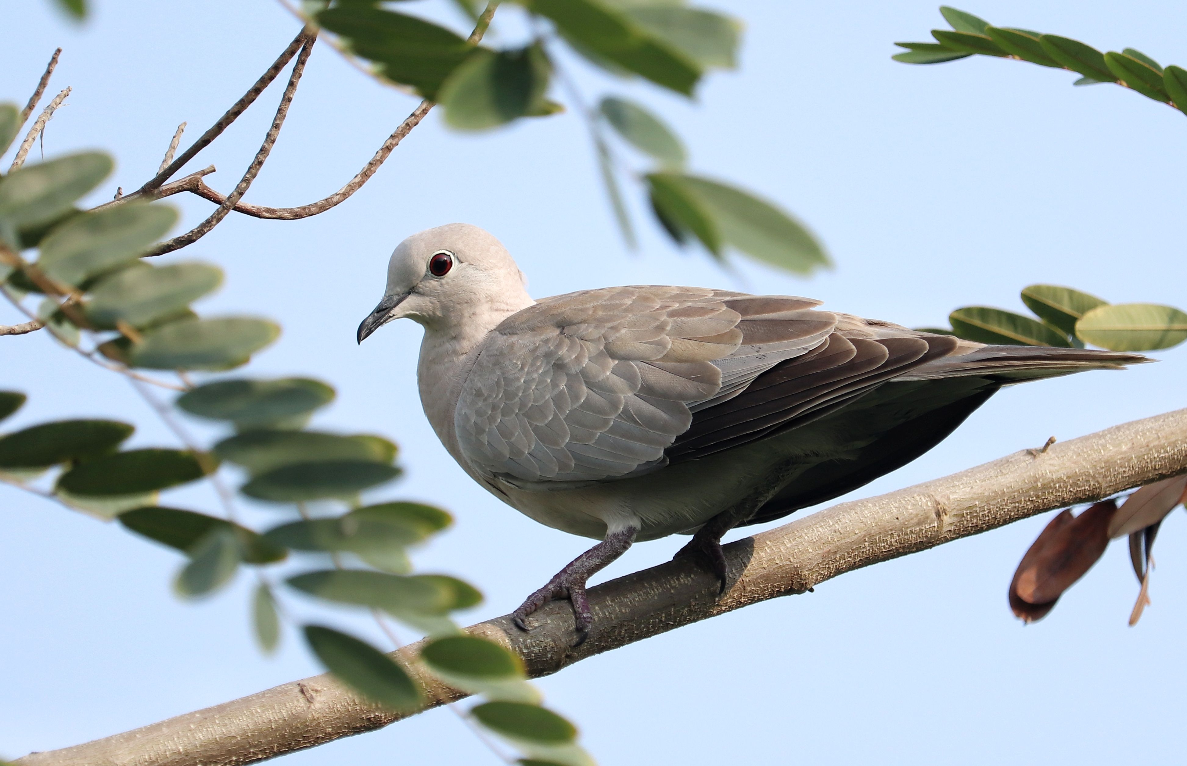 Eurasian Collared Dove