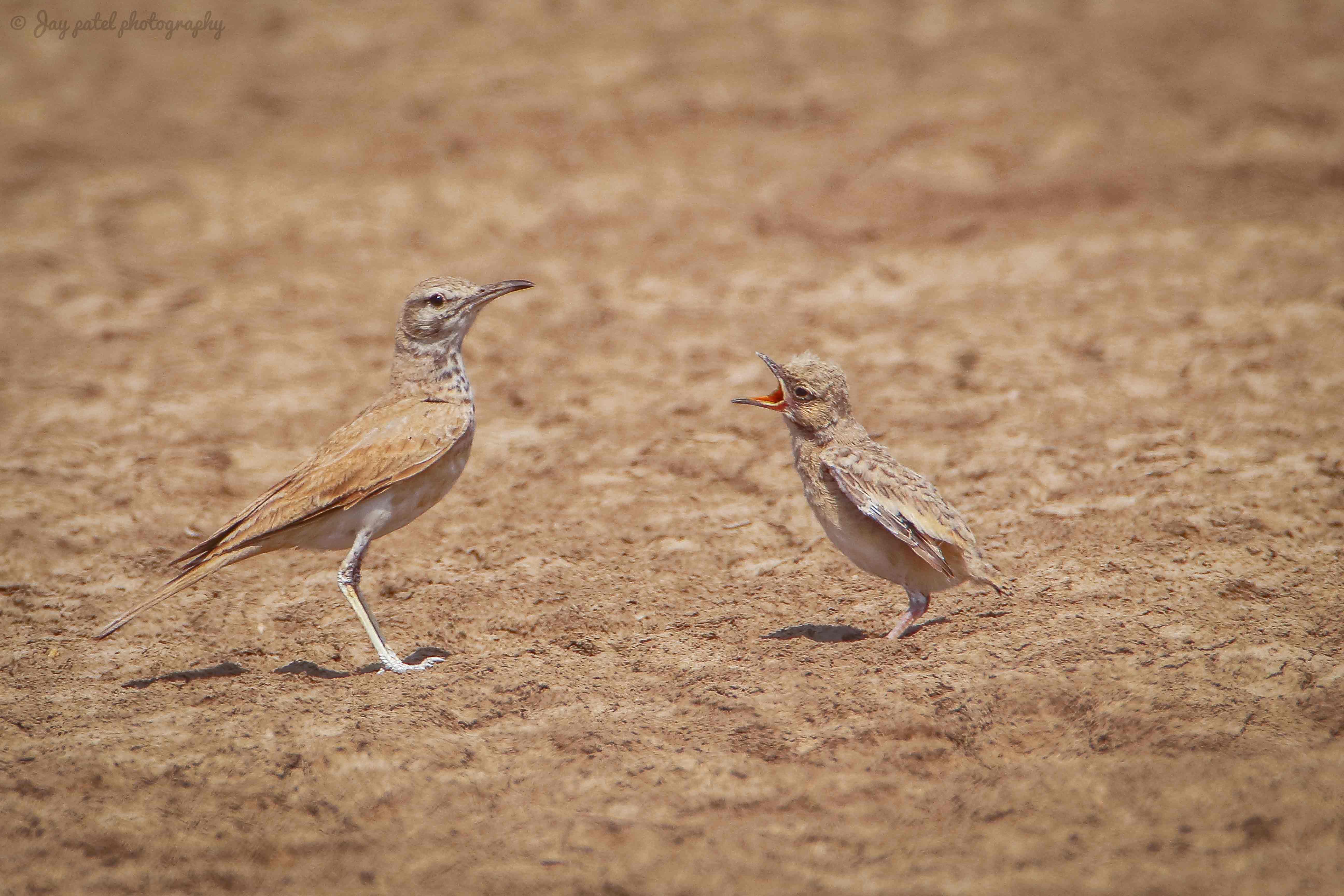 Greater Hoopoe Lark