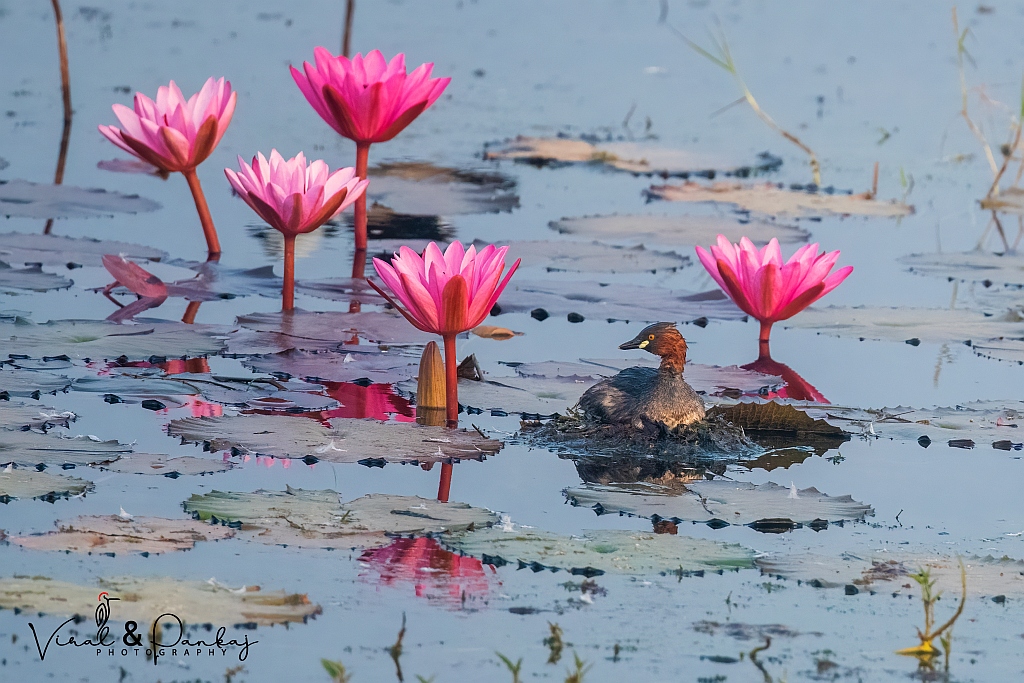 Little Grebe