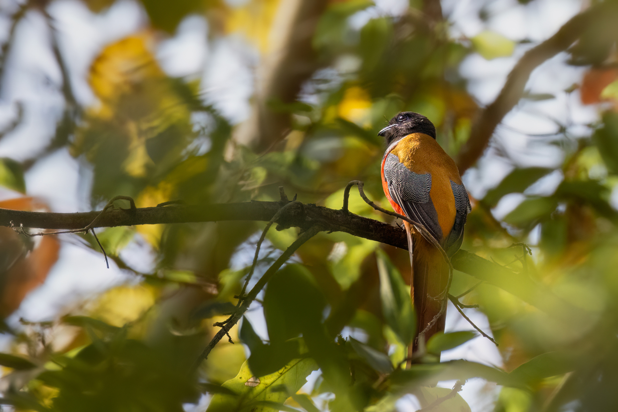 Malabar Trogon