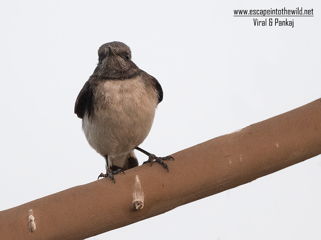 Variable Wheatear