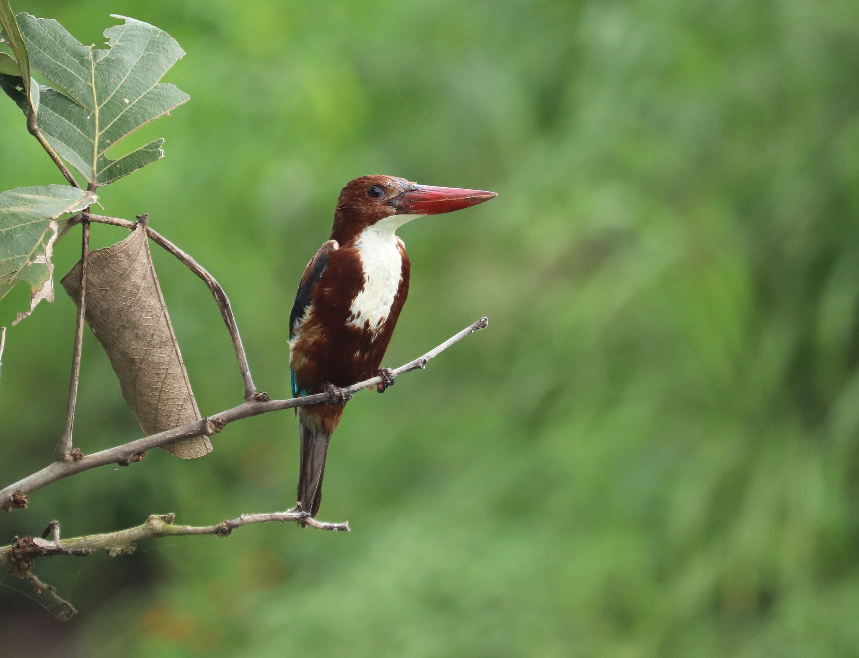White-throated Kingfisher