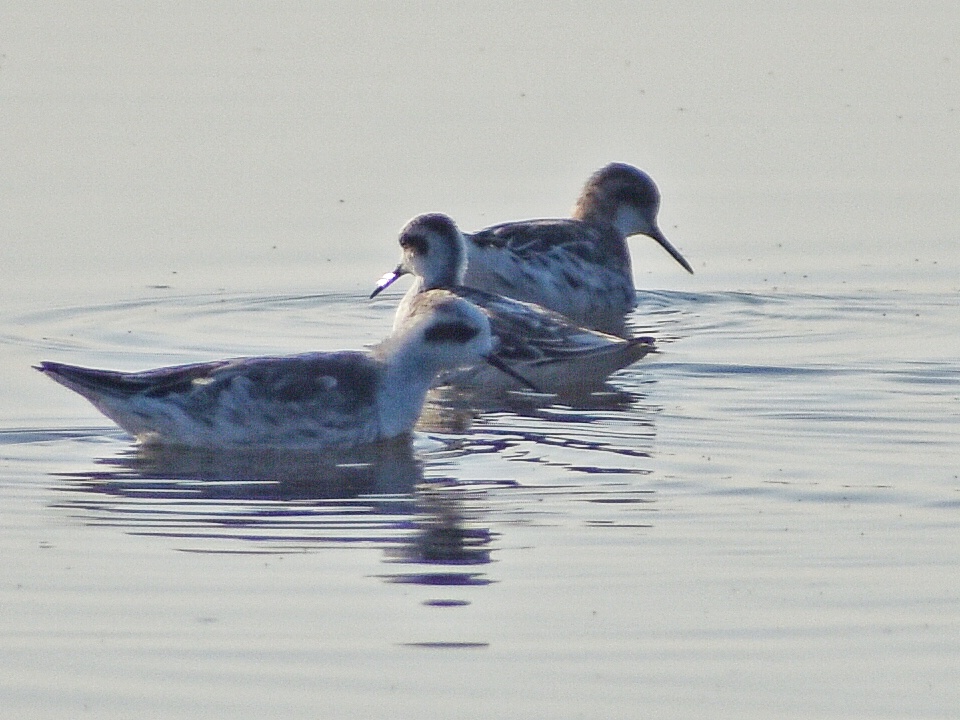 Red-necked Phalarope