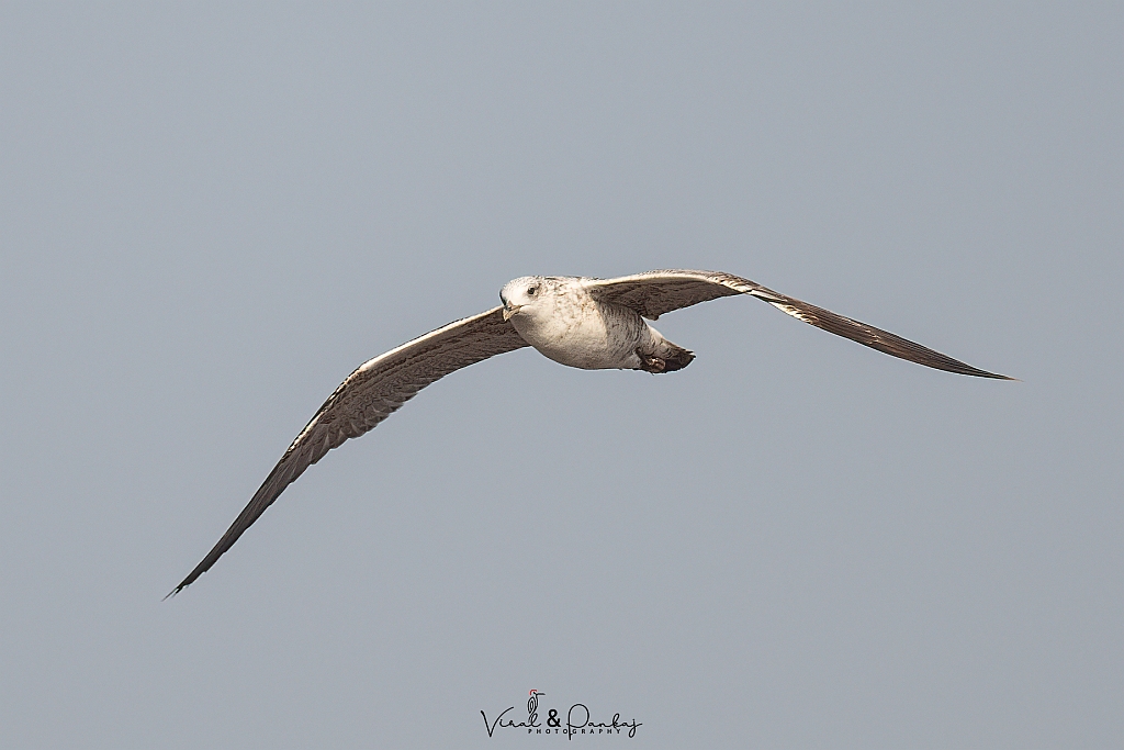 Heuglin's Gull 