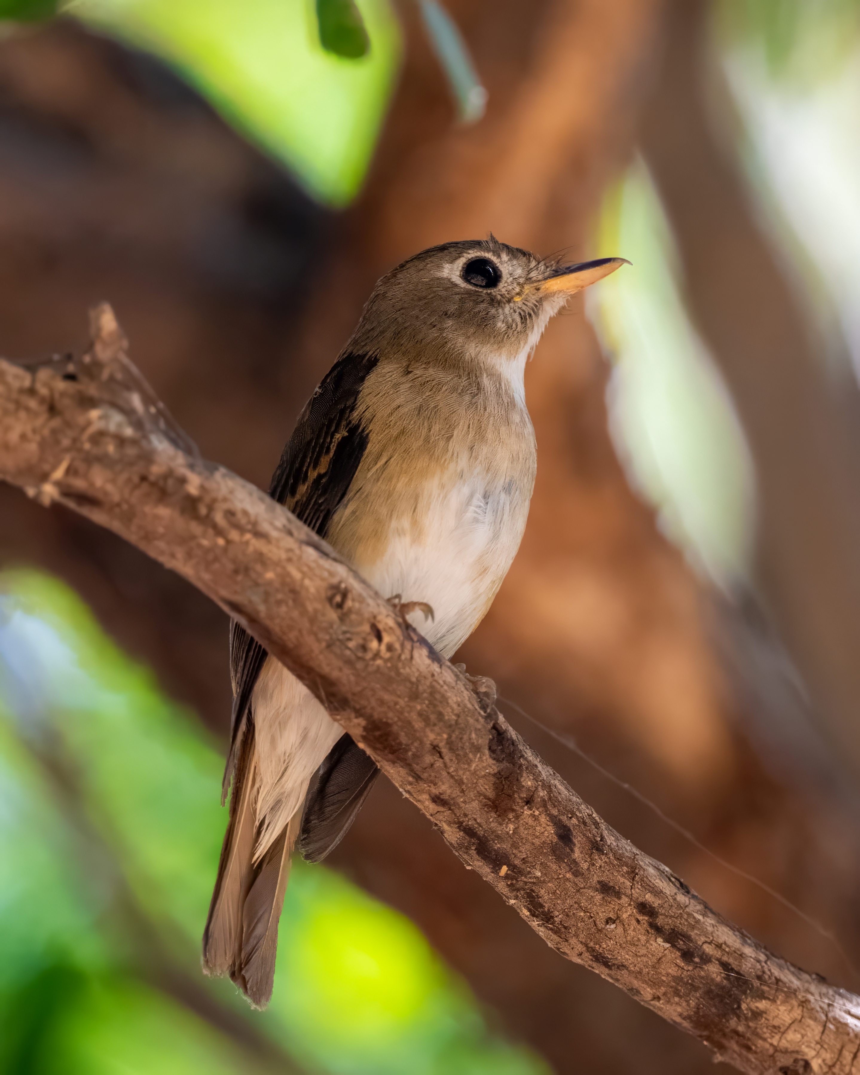 Brown-breasted Flycatcher