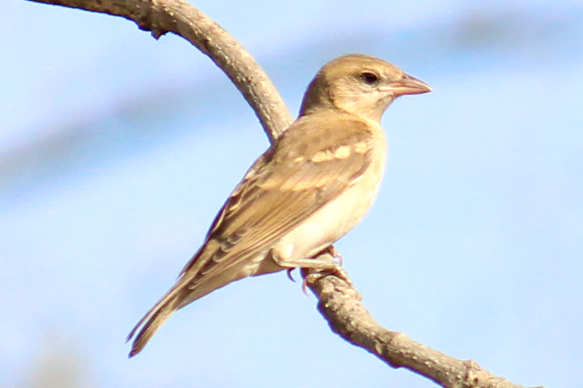 Chestnut-shouldered Petronia