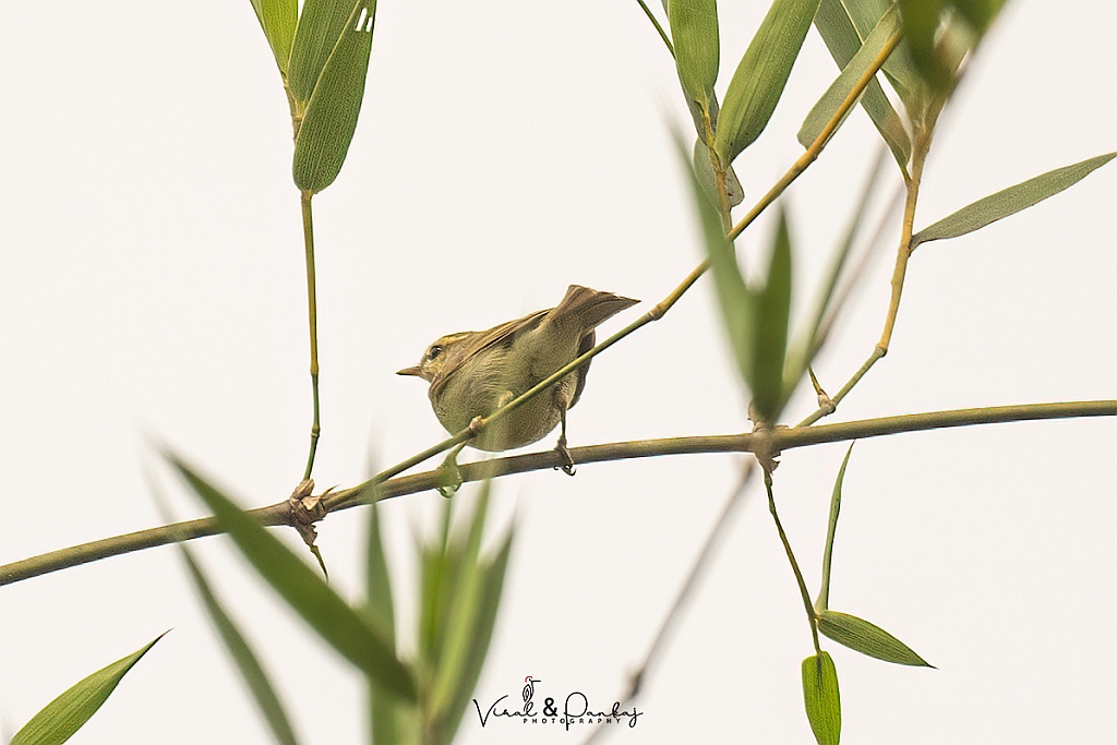 Greenish Warbler