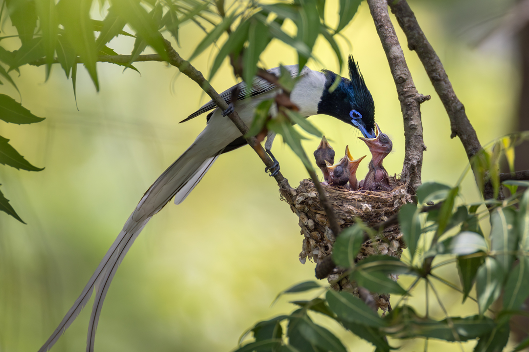 Asian Paradise-flycatcher