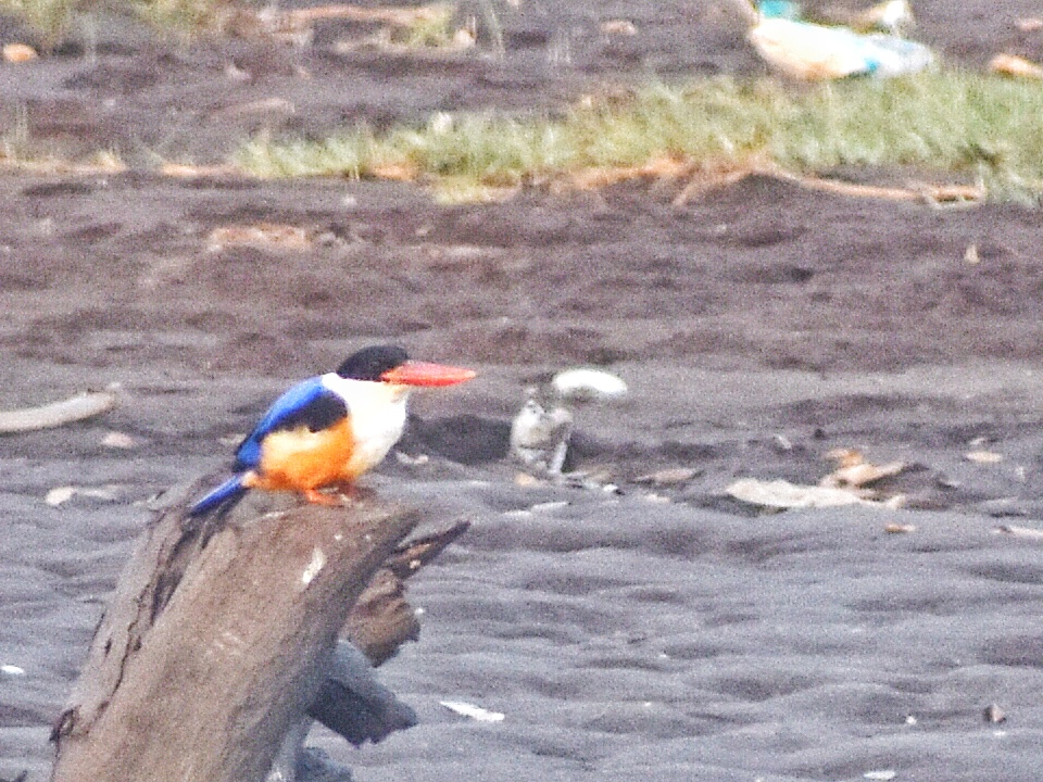Black-capped Kingfisher