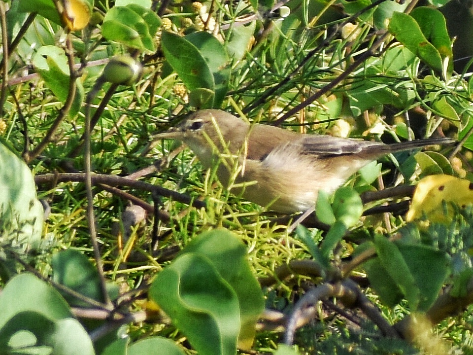Sykes's Warbler