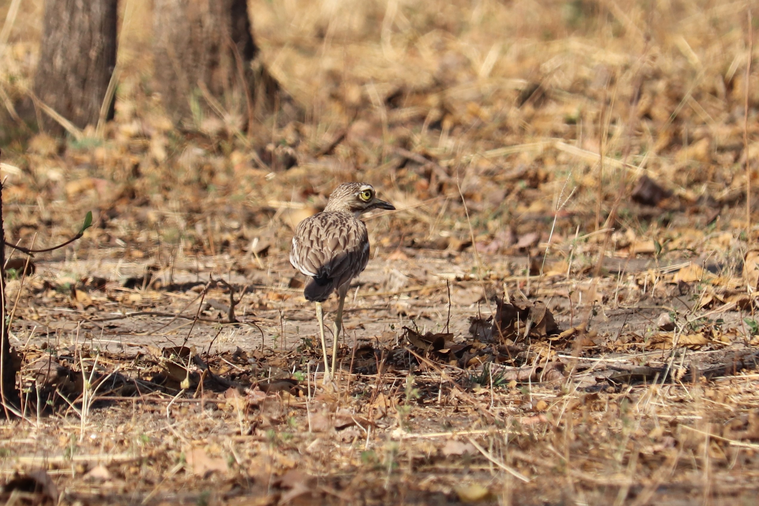 Indian Thick-knee
