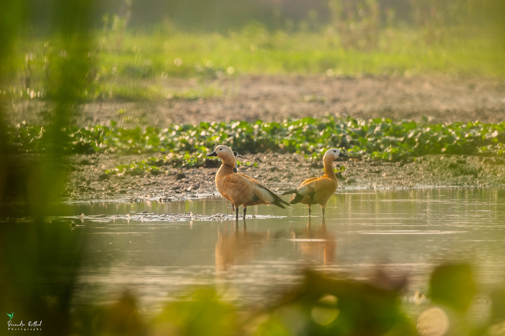 Ruddy Shelduck