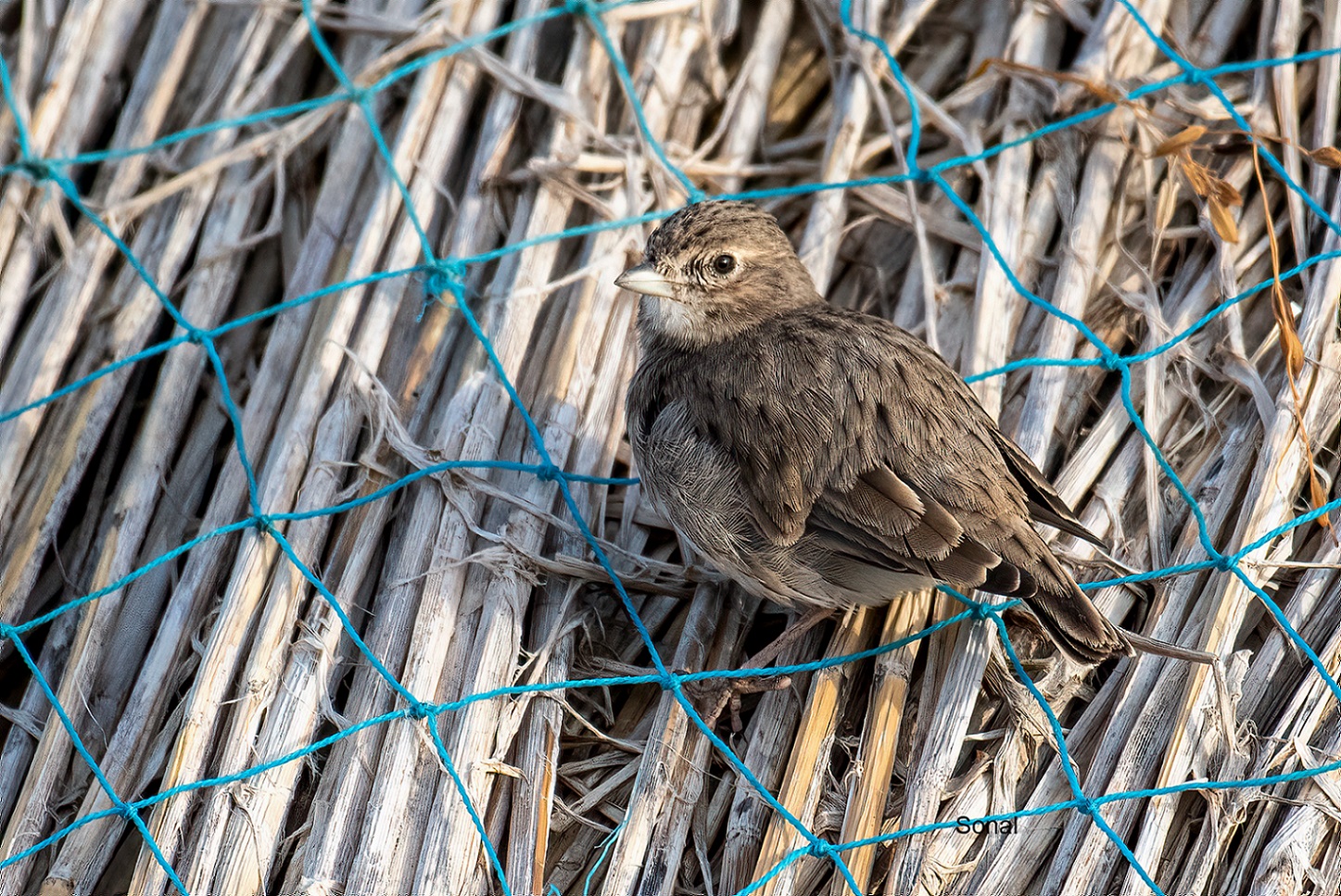 Sand Lark