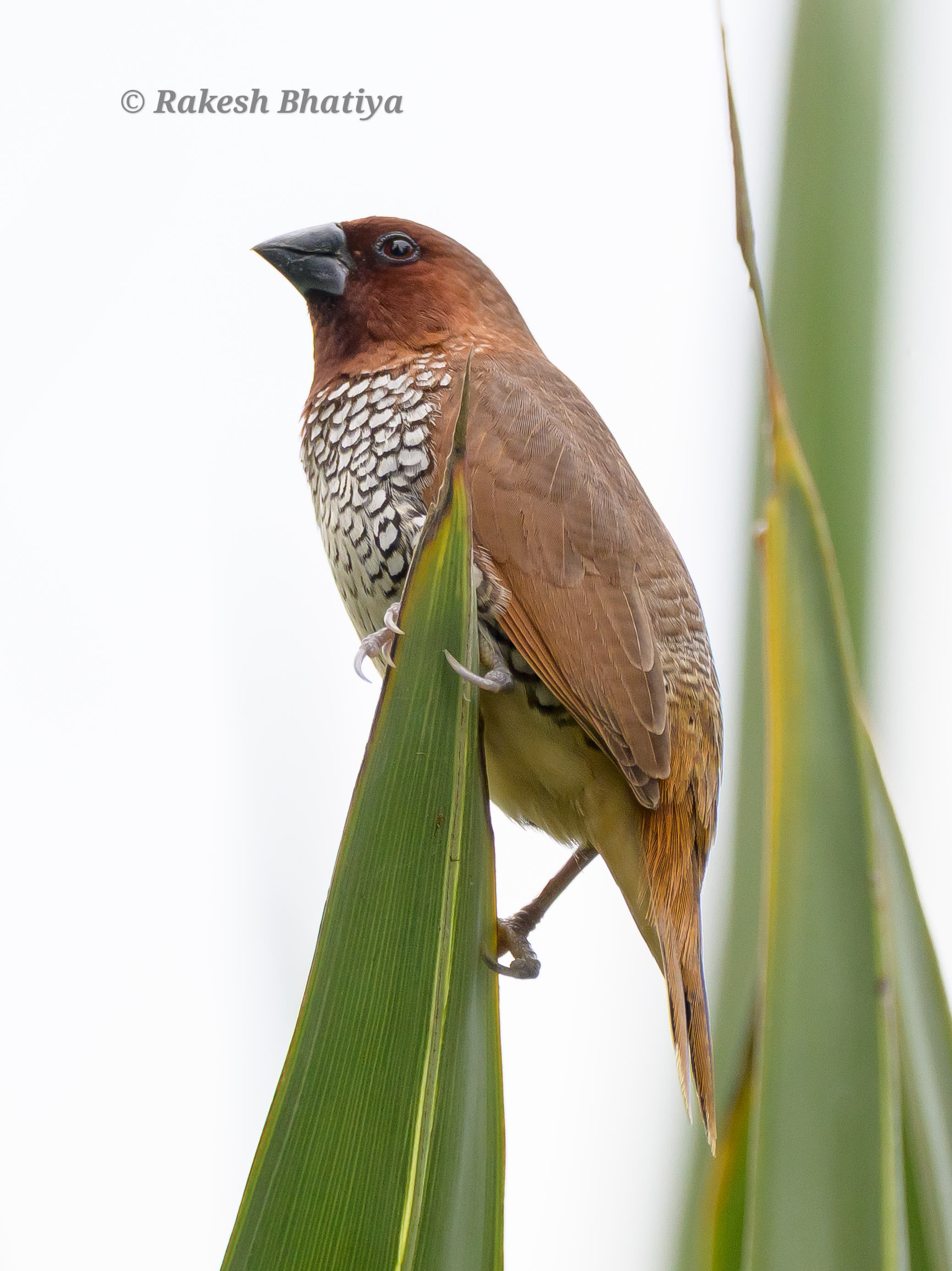 Scaly-breasted Munia