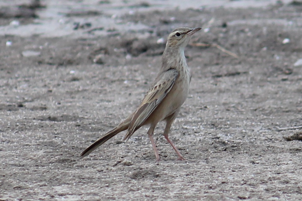 Long-billed Pipit