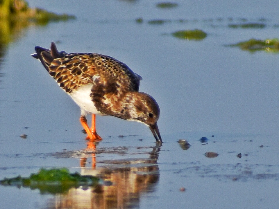 Ruddy Turnstone