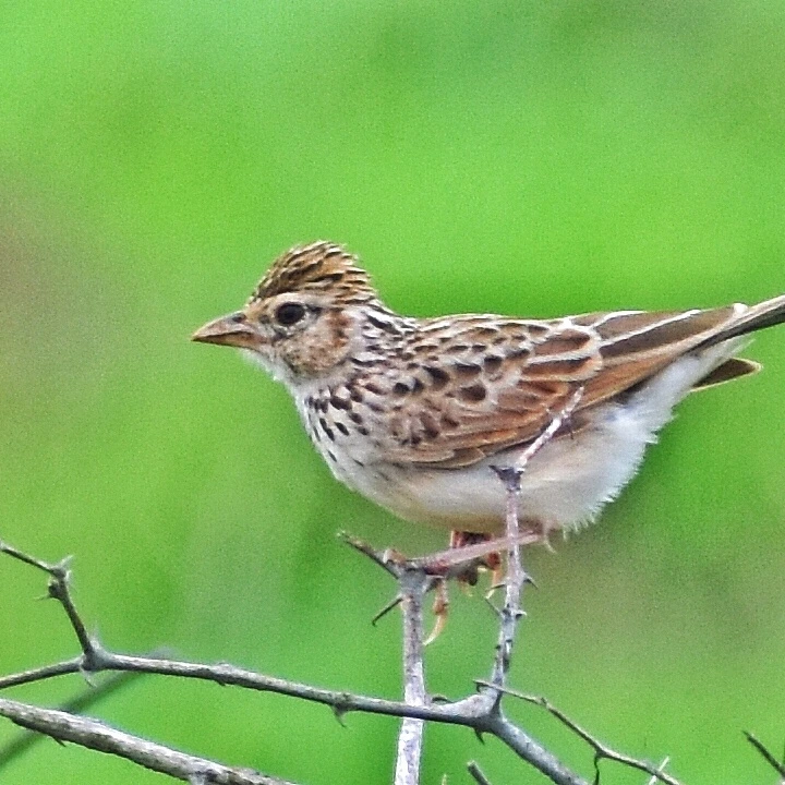 Indian Bush Lark