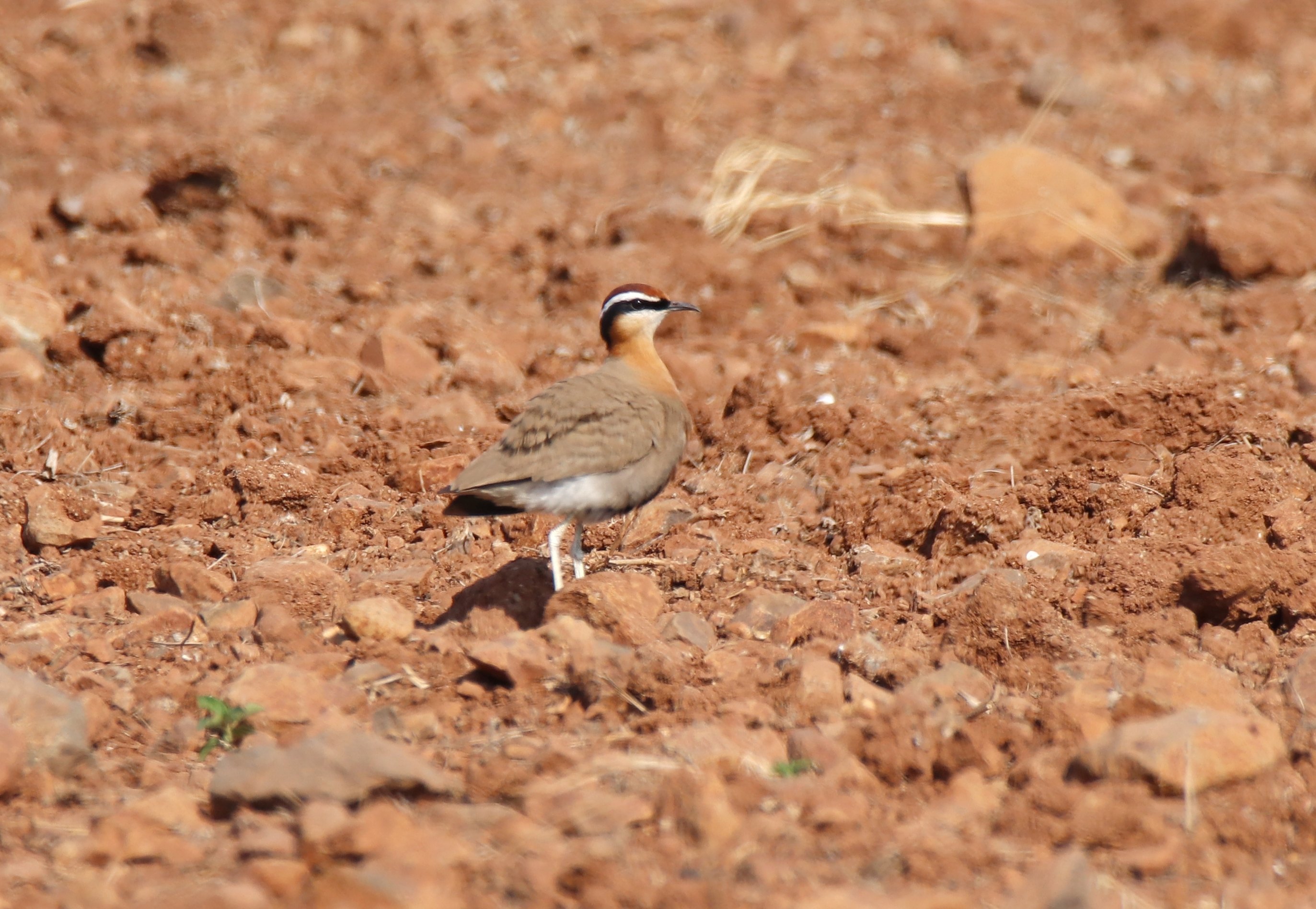 Indian Courser