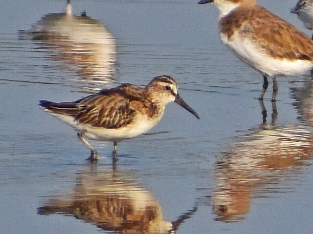 Broad-billed Sandpiper