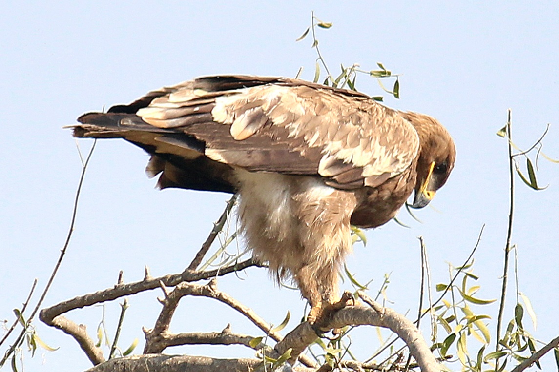 Tawny Eagle