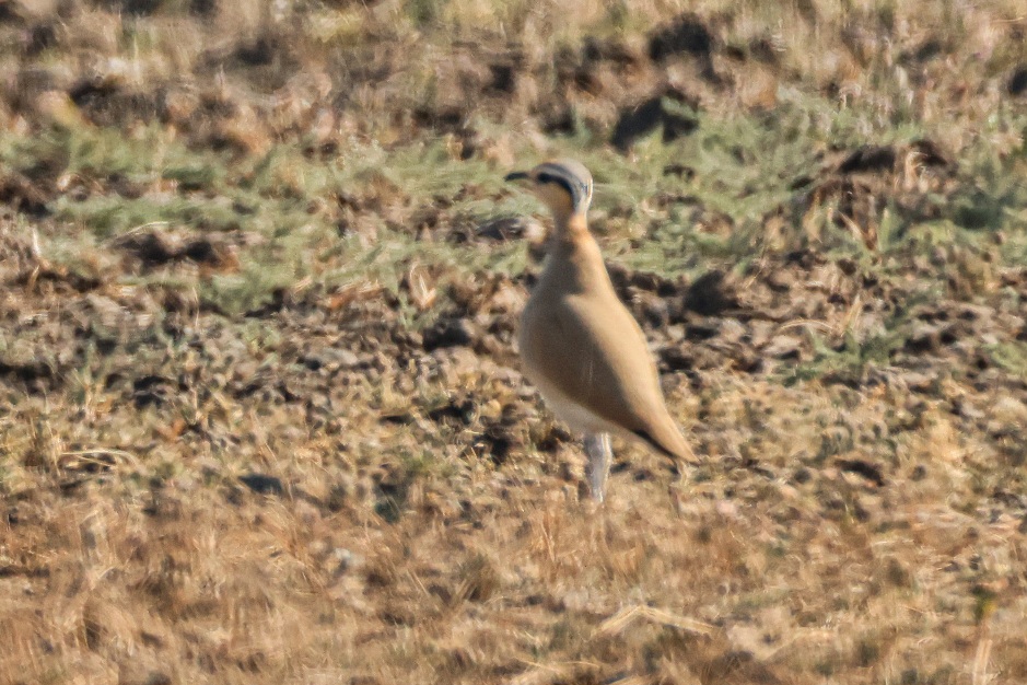 Indian Courser