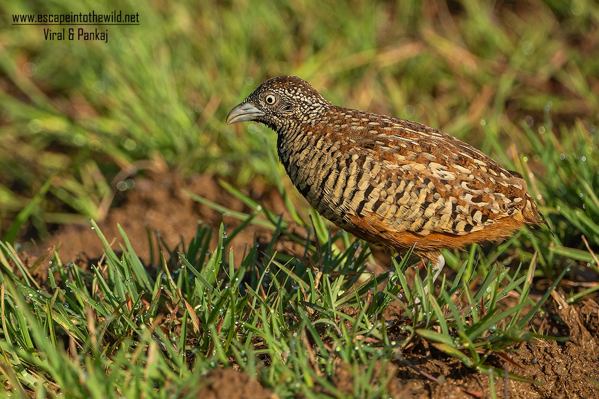 Barred Button Quail