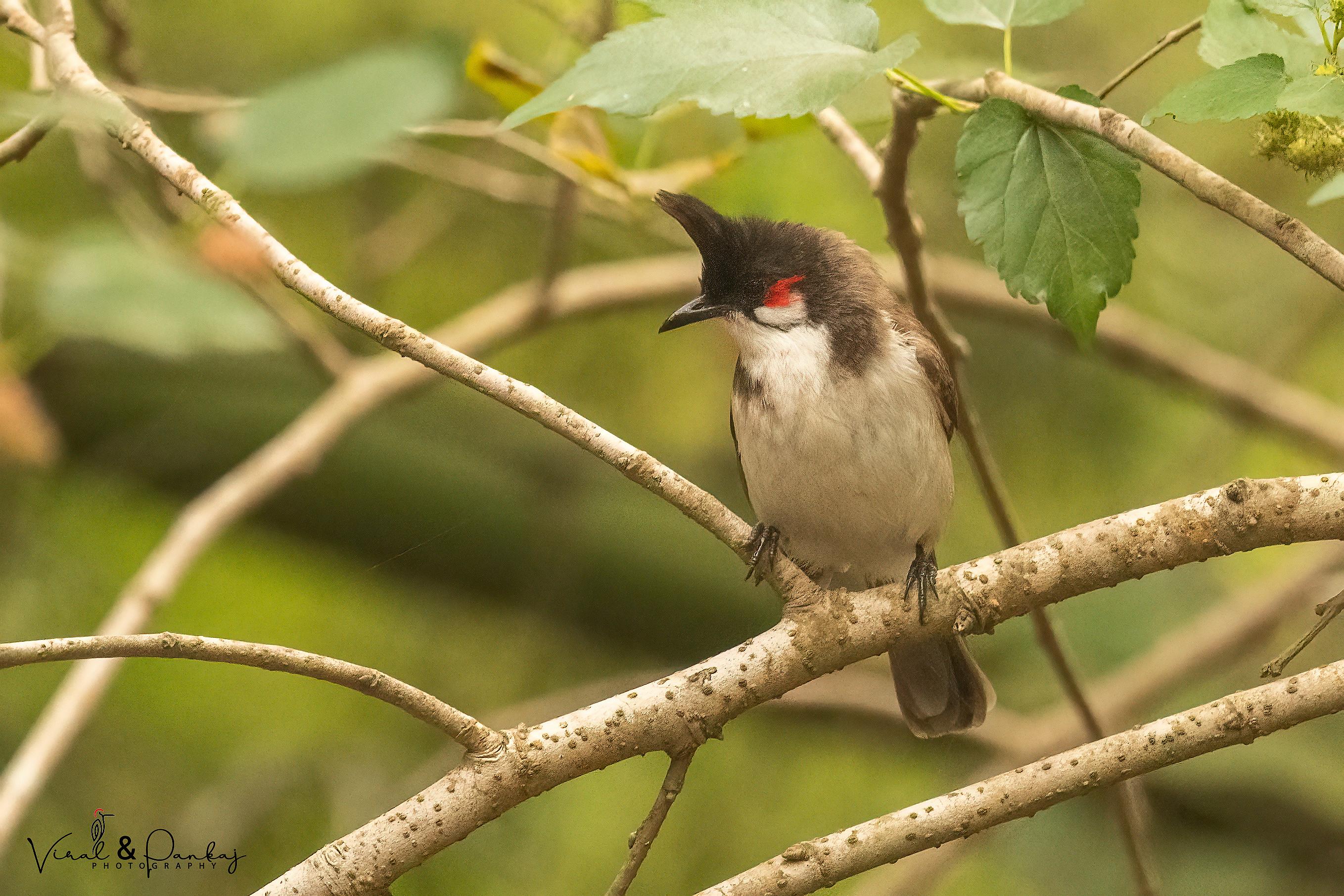 Red-whiskered Bulbul