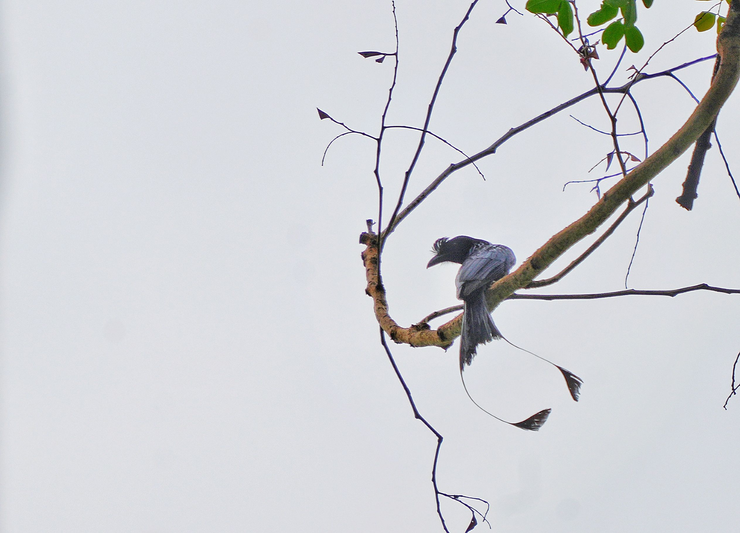 Greater Racket-tailed Drongo