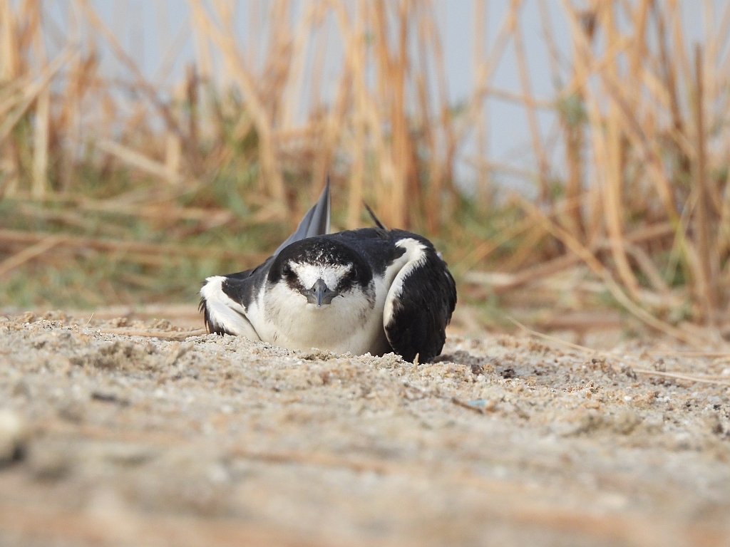 Sooty Tern 