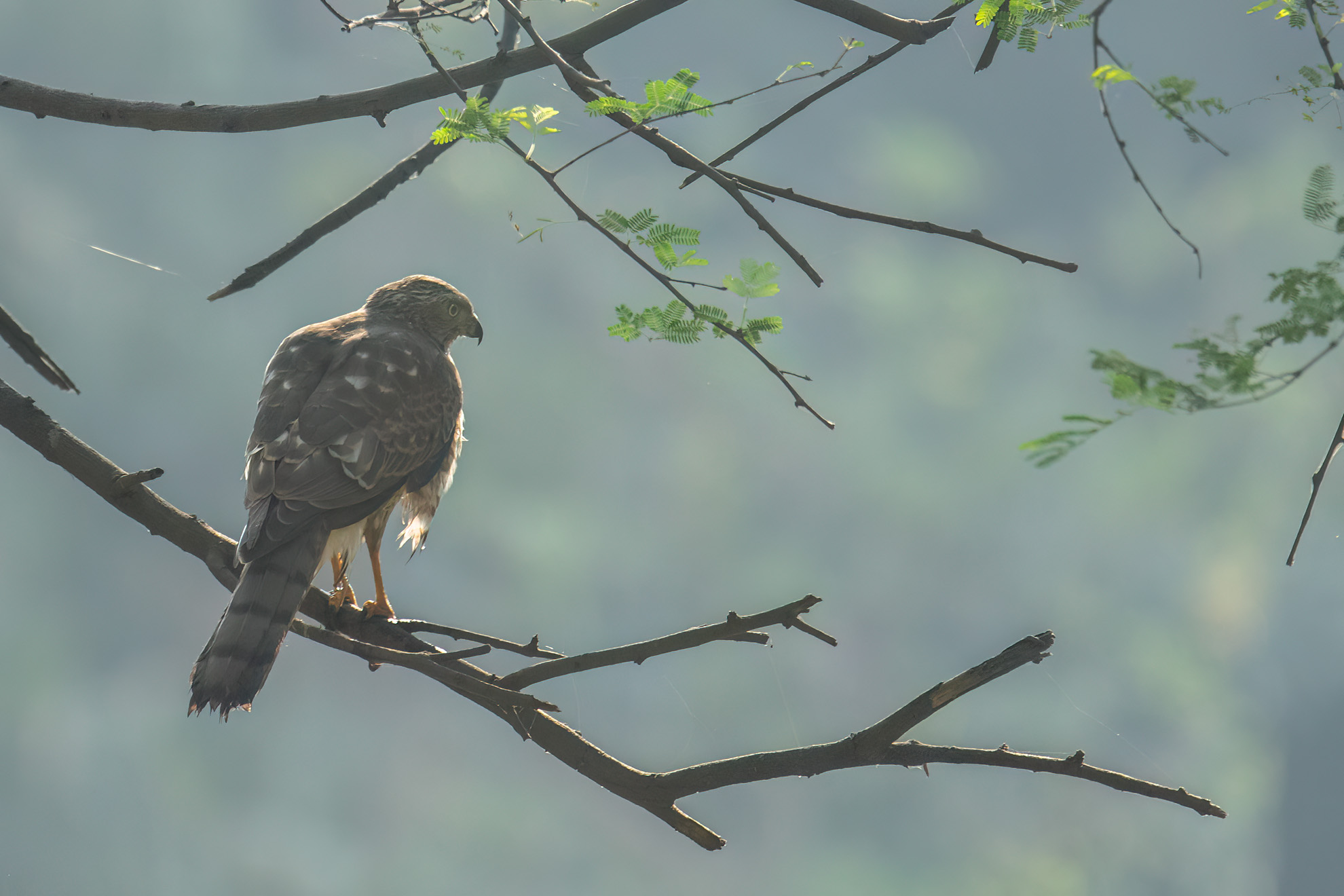 Shikra