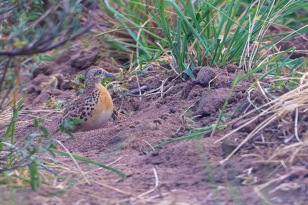 Small ButtonQuail
