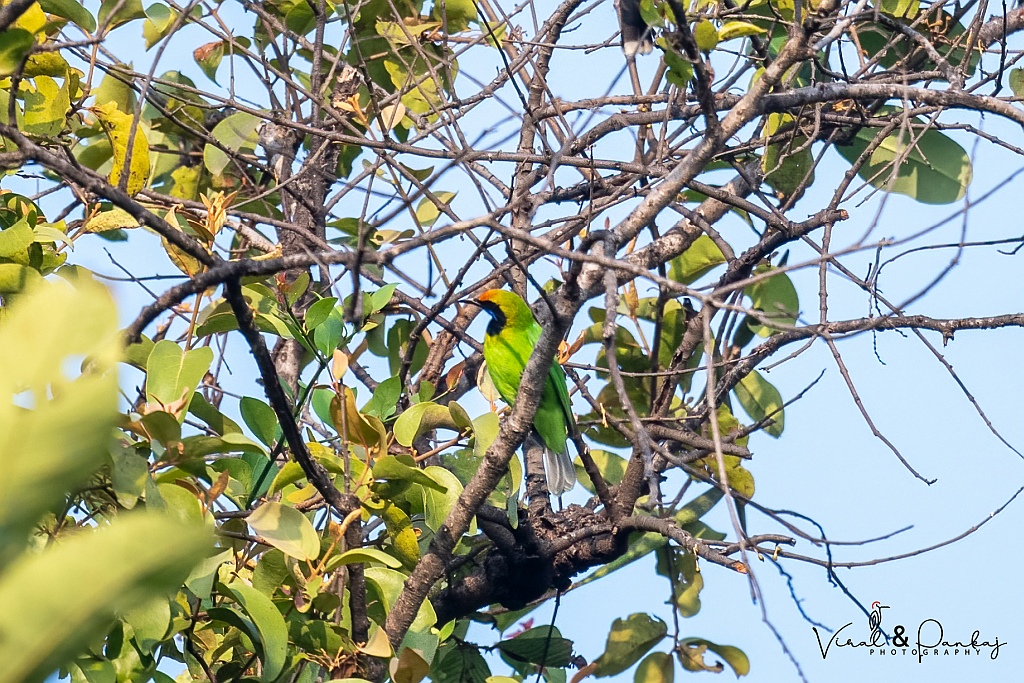 Gold-fronted Leafbird