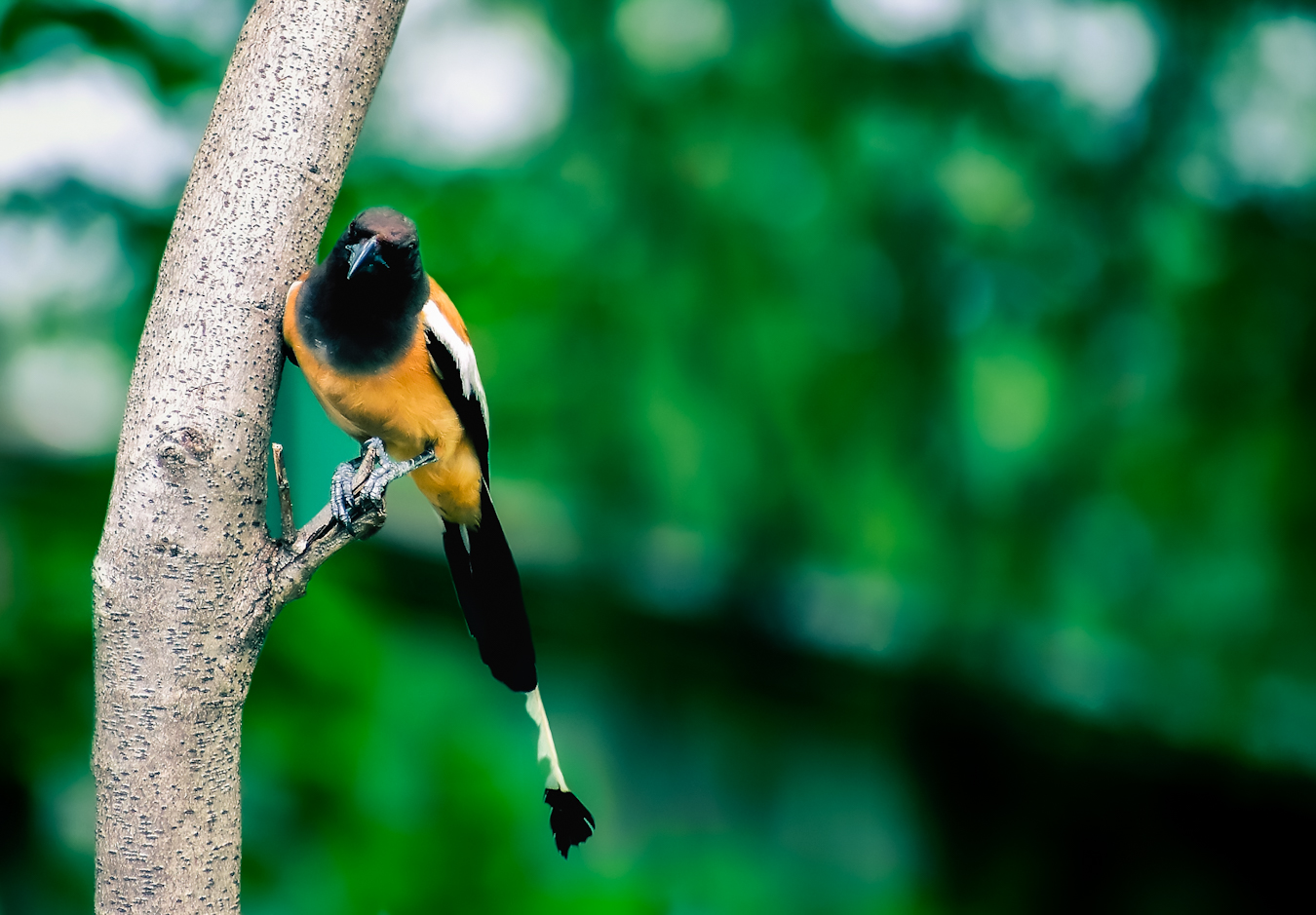 Rufous Treepie