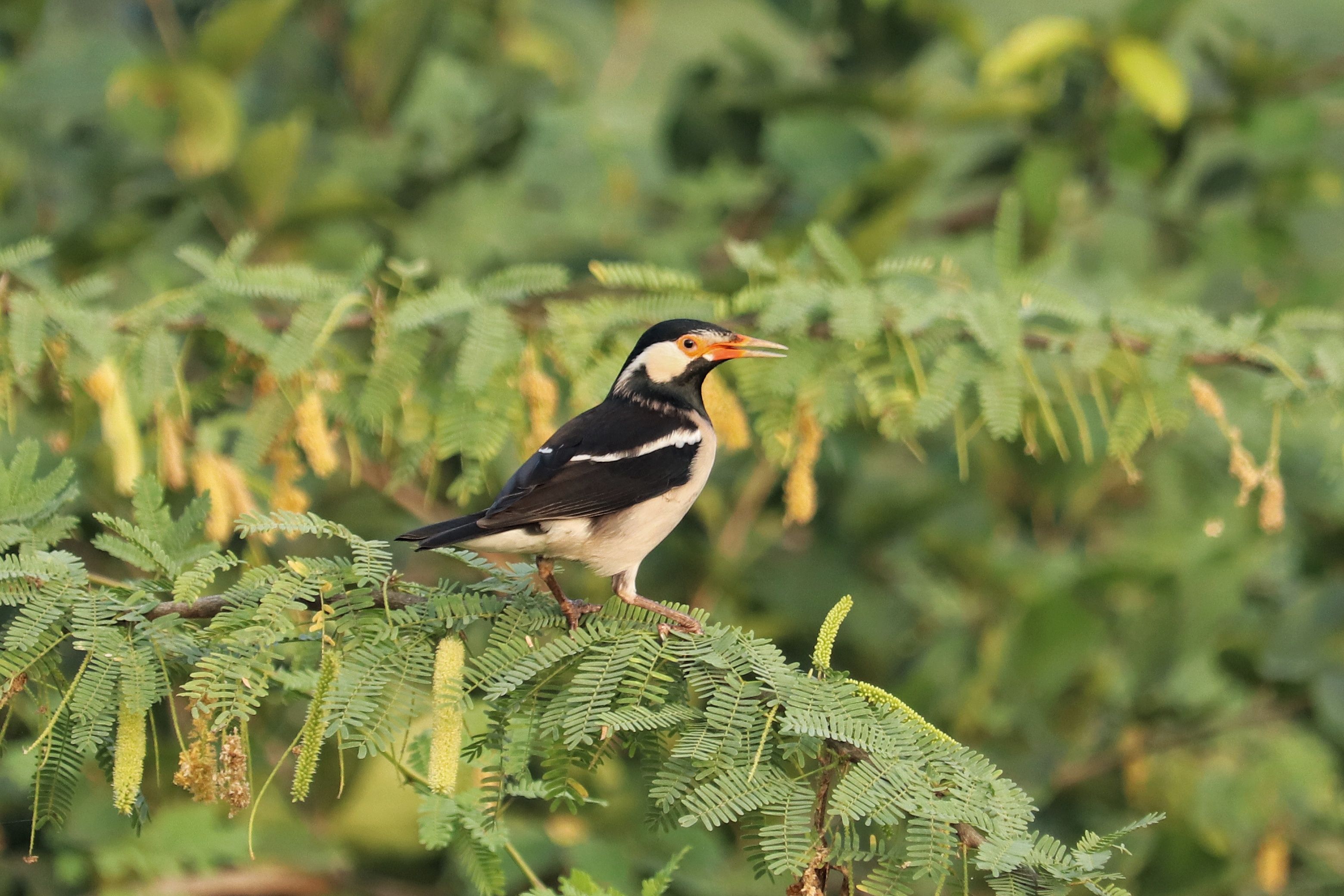 Asian Pied Starling