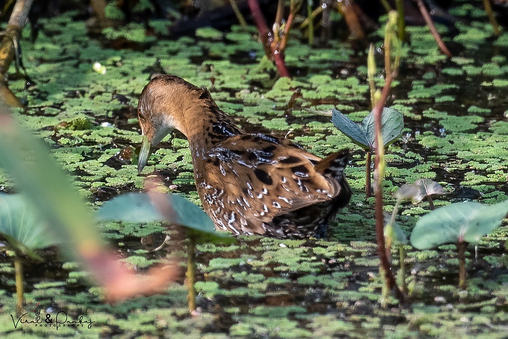 Baillon's Crake
