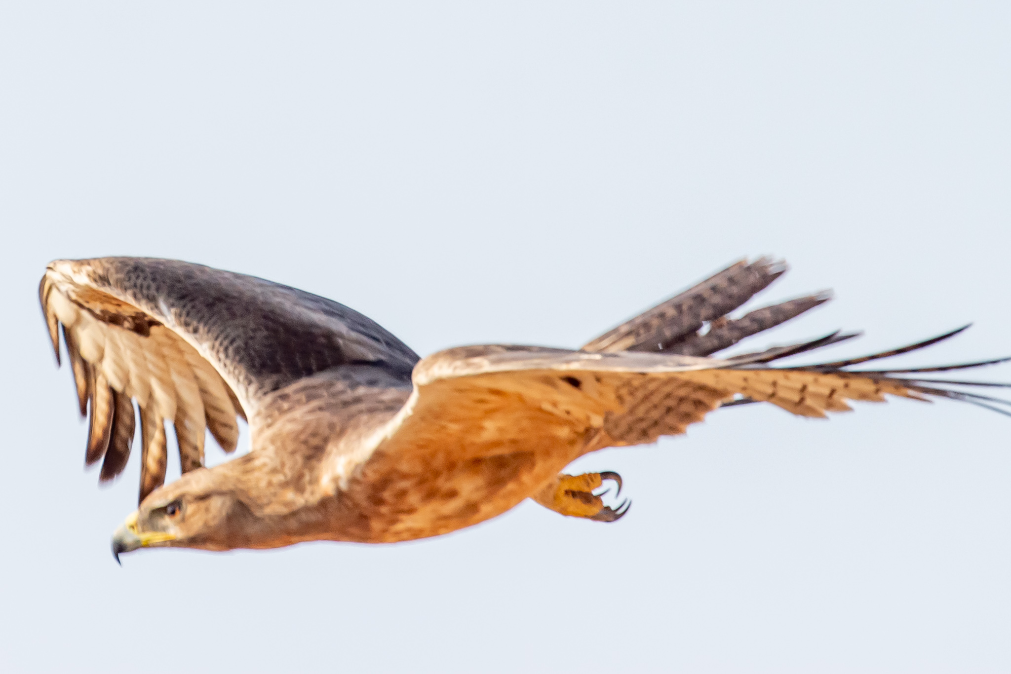 Bonelli's Eagle