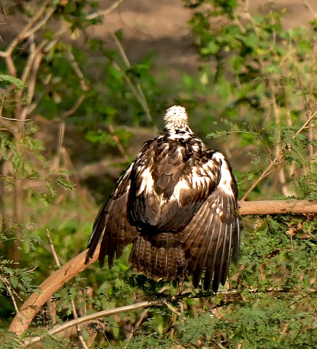 Oriental Honey-buzzard