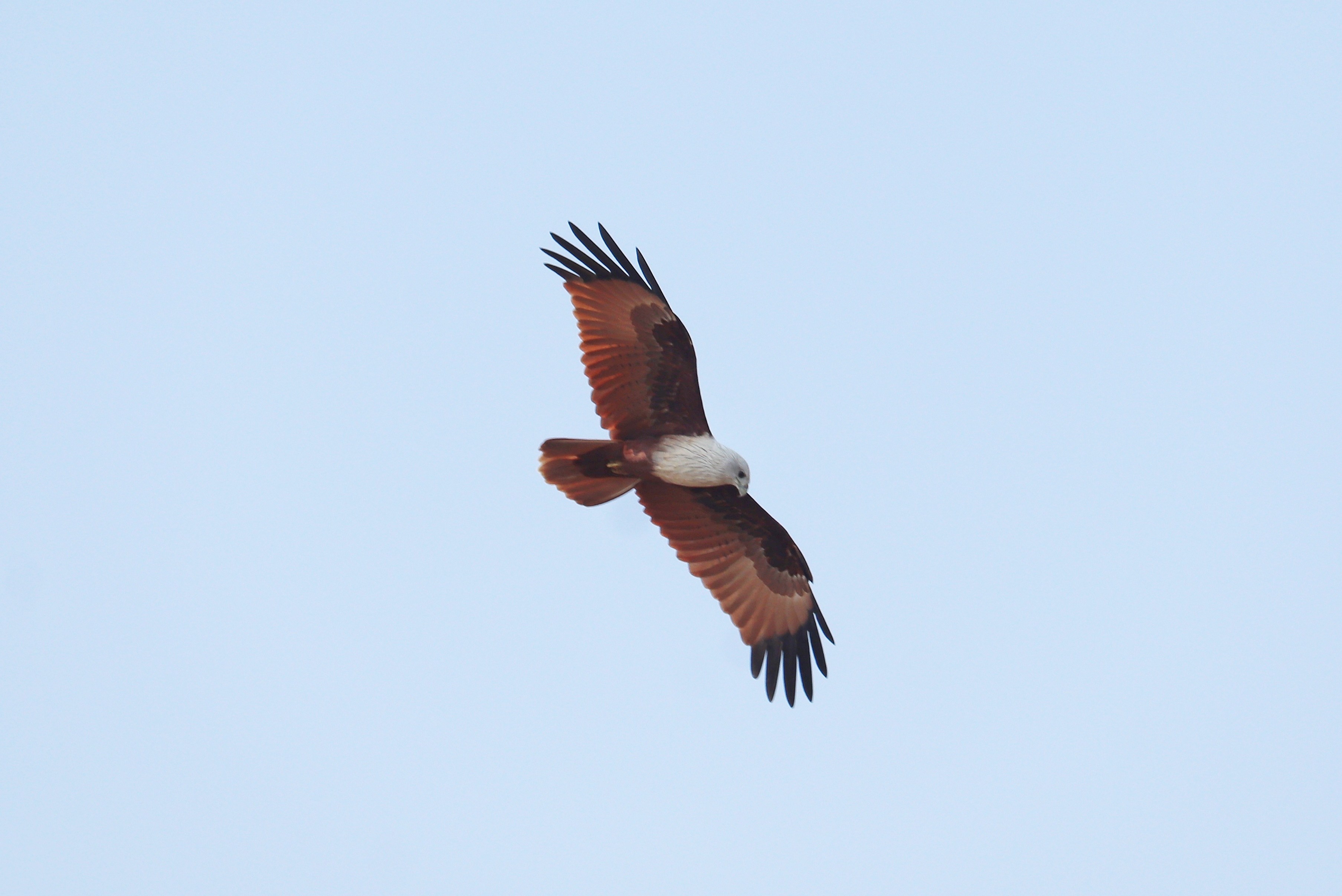 Brahminy Kite