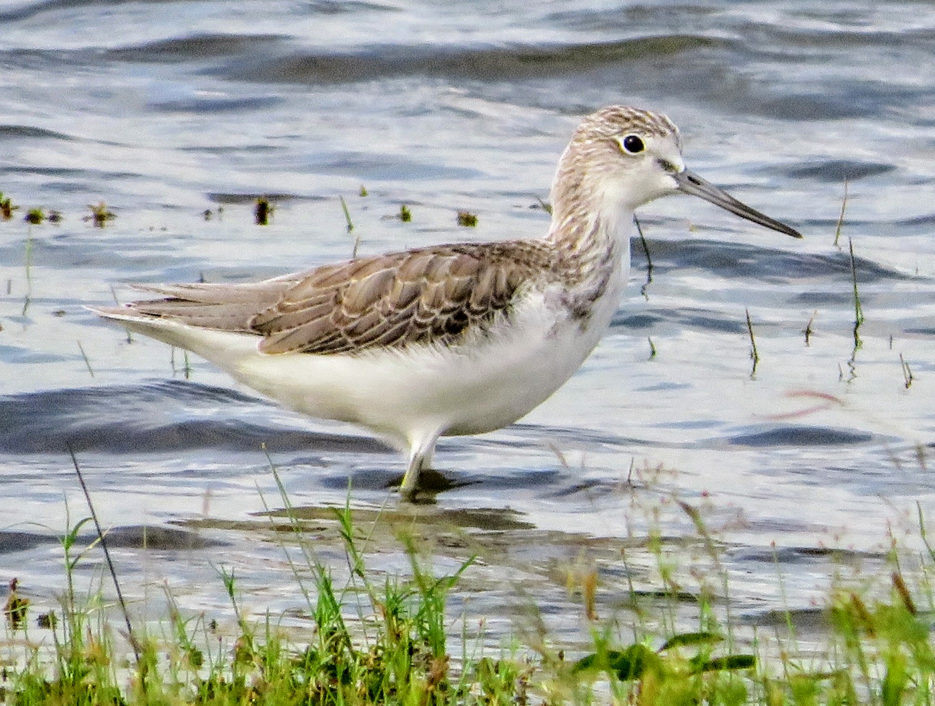 Common Greenshank