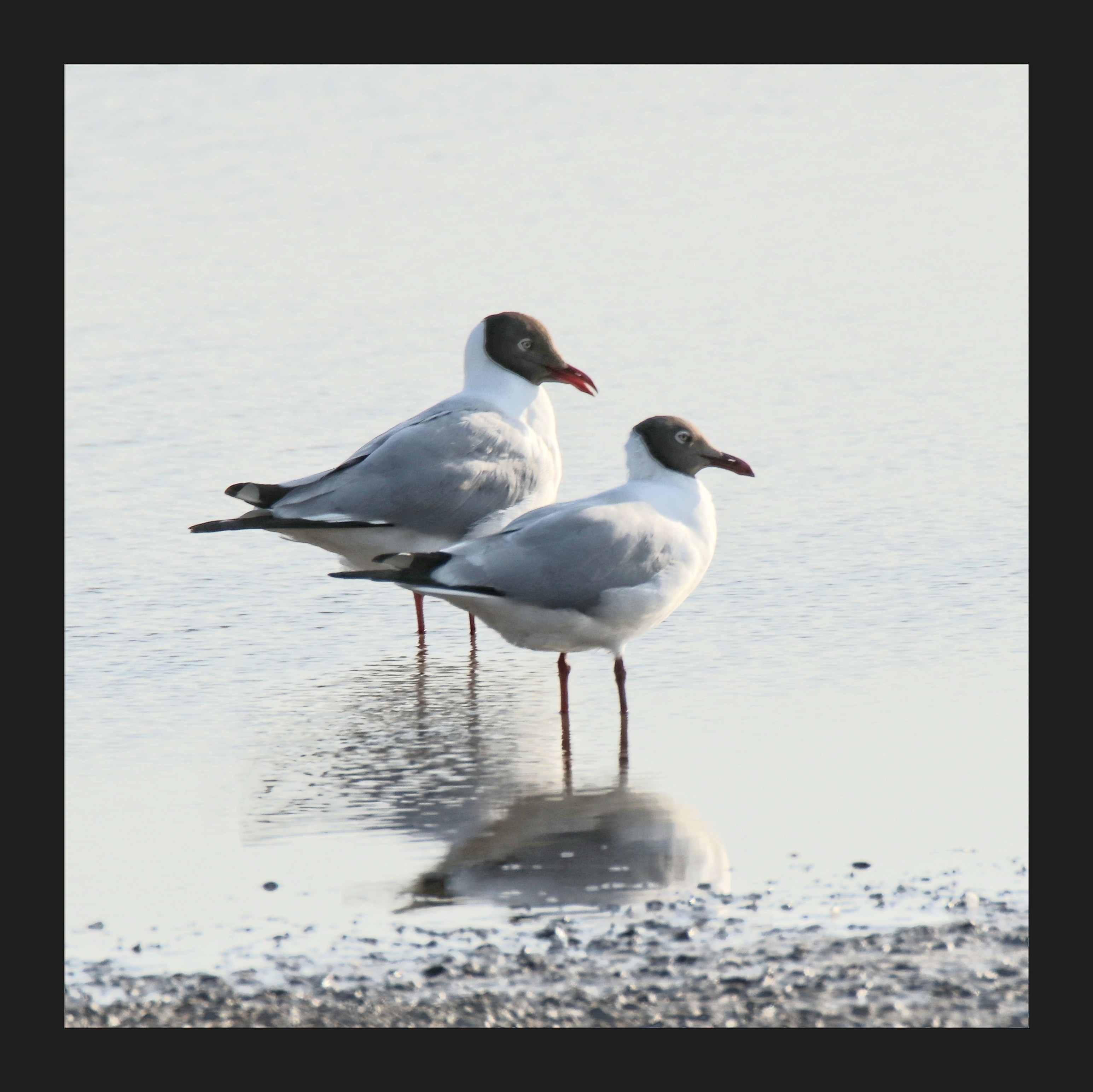 Brown-headed Gull