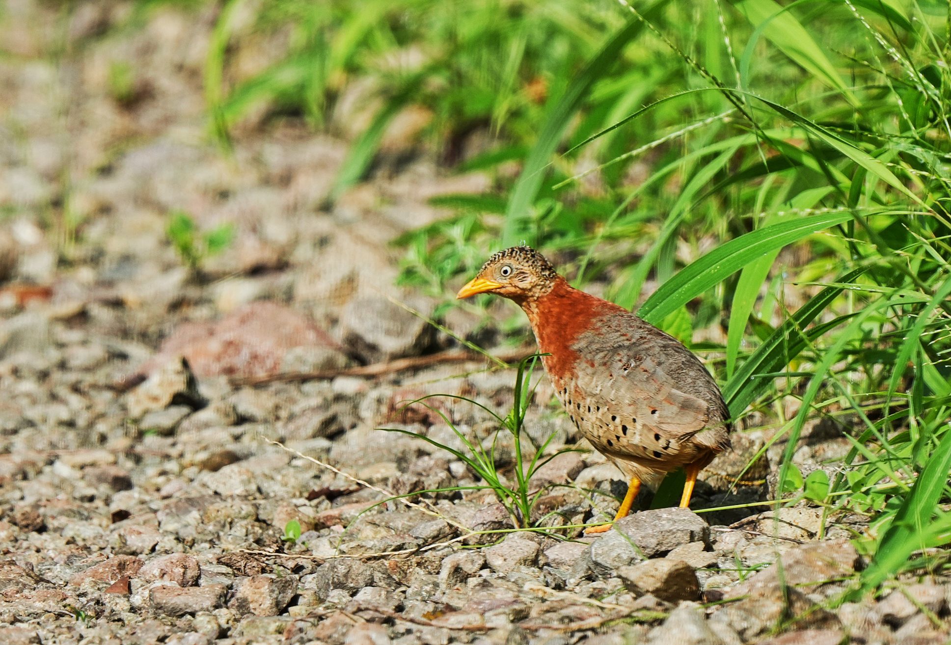 Yellow-legged Buttonquail 